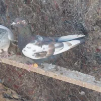 کفتر پرشی نر|پرنده|محمدیه-قزوین, |دیوار