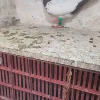 کبوتر|پرنده|تاکستان, |دیوار