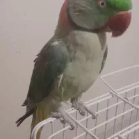 شاه‌طوطی نر|پرنده|کرج, کمال‌شهر|دیوار