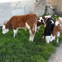 انواع گوساله در وزن های مختلف نر و ماده