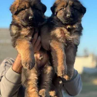 سگ ژرمن شپرد شولاین پر انرژی و باهوش