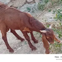 بیگ نر داشتی