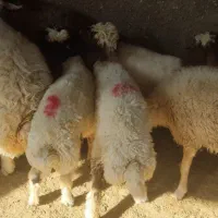 سوپر گوشت وقصابی کاور وشک پروار ترجگ کبابی چاق|خوردنی و آشامیدنی|سیوان, |دیوار