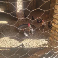 مرغو خروس فروشی|حیوانات مزرعه|کاشمر, |دیوار