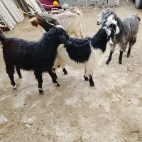 بزغاله 3نرو 1ماده