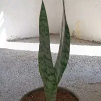 گل‌سانسوریا