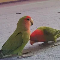 طوطی برزیلی معاوضه با گوشی