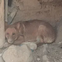 سگ دورگ مالینویز