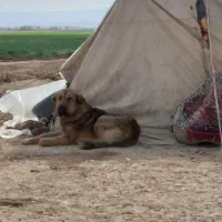 سگ گله