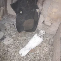 معاوضه باسرول ماده|پرنده|نوبران, |دیوار