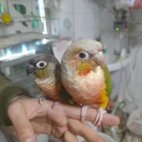 خوراک دام وطیور وپرنده سرا ایرج