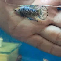 فایتر بتا|ماهی|تهران, الهیه|دیوار