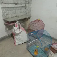 فقط جوجه پران مانده