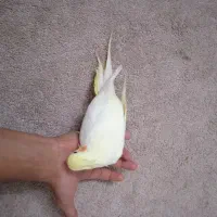 عروس هلندی|پرنده|قم, قم نو|دیوار