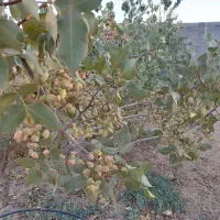 باغ|فروش دفتر صنعتی، کشاورزی، تجاری|شاهین‌شهر, گرگاب|دیوار