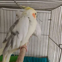 عروس|پرنده|سمیرم, |دیوار