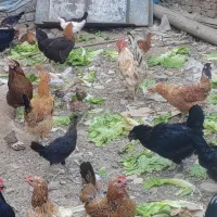 ۶ عدد مرغ کرچ ۵ عدد مرغ تخمگذار
