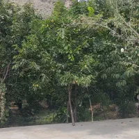فروش زمین تجاری شهرک مطهری