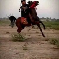 شوش دانیال ا