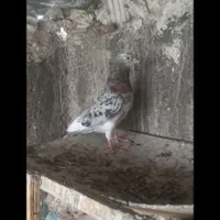 کبوتر عالی|پرنده|نسیم‌شهر, |دیوار