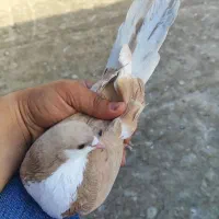 طاقدم زرد خال دار پرشی