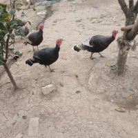 ۵ عدد بوقلمون و ۱ عدد خروس