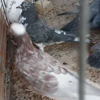 کبوتر پرشی و خوش فرم همه باهم|پرنده|اردکان, |دیوار