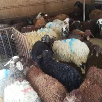 نژاد بهداشتی زنده وبرتر گوسفند پایتخت