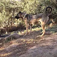 سگ ماده سراب۱۱۰۰۰۰۰۰