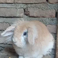 خرگوش لوپ ماده