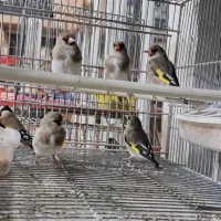 سهره جفتی نر و ماده