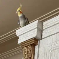 عروس هلندی نر