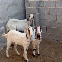 بز پاکستانی با دو کهره ماده اش