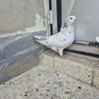 کبوتر کفتر تهرانی خوشگل نوک ریز