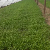 واسطه فروش گوجه
