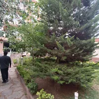 ازگل ۸۵ متر ۲ خواب ویو دار و سرایداری|فروش آپارتمان|تهران, ازگل|دیوار