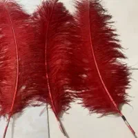 شاه‌پر / پر عَلَم(علامت)