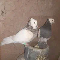 طوقی فروشی|پرنده|عطاملک, |دیوار