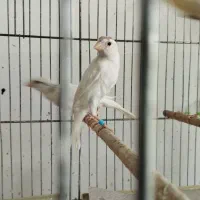 قفس قناری سفیدتعداد