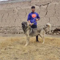 سگ سرابی