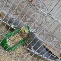 فروش جفت عروس هلندی مولد همراه با جوجه|پرنده|بافق, |دیوار