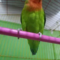 طوطی برزیلی نر مست آماده