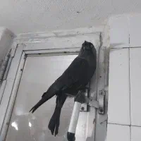 مینا جینگ سیاه