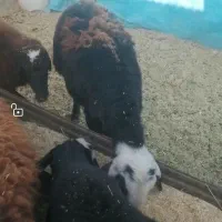 دو راس بره مادی اصیل وجنس دار