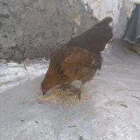 مرغ جوان|حیوانات مزرعه|رباط‌کریم, منجیل آباد|دیوار