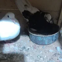 کفتر پرشی|پرنده|تهران, طیب|دیوار