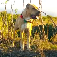 سگ الابای نر ۲۱ ماه پژدر سرابی افغان پیتبول