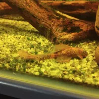 جفت پیش مولد کت رد ماربل سوپر باله|ماهی|مشهد, تربیت (صدف)|دیوار