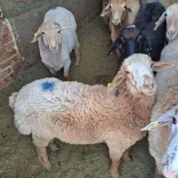 دام زنده   مغان