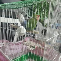 ۲۵۰۰۰۰۰تومان|پرنده|اردبیل, |دیوار